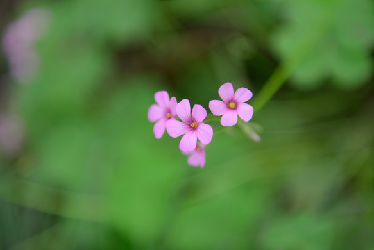 红花醡浆草