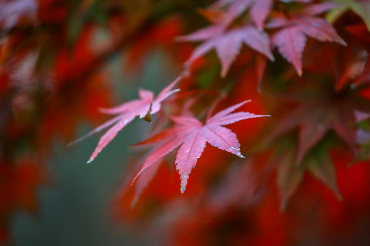 秋日红色的枫叶