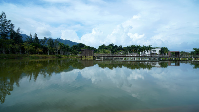 深圳坝光银叶树湿地园风光水倒影