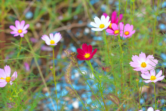 格桑花