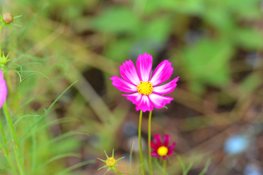 格桑花