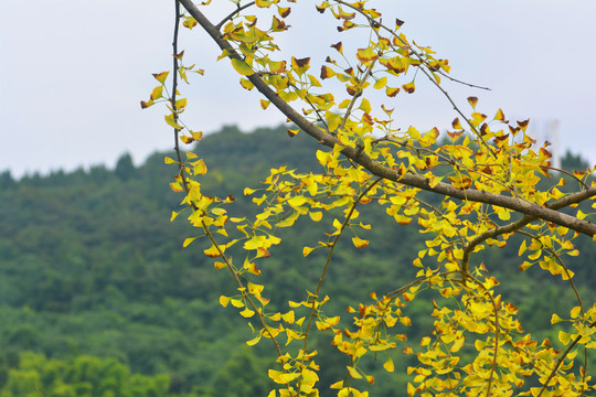 遂宁鹭栖湖