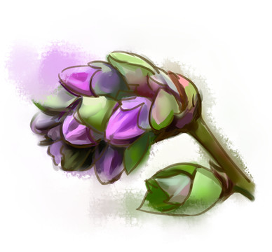 藍(lán)莓開花水彩手繪