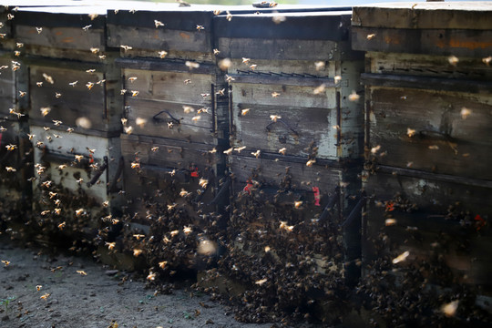 蜂巢蜂场蜂厂蜂箱