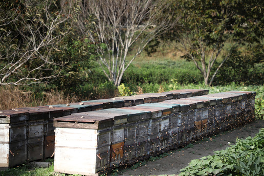 蜂巢蜂场蜂厂蜂箱