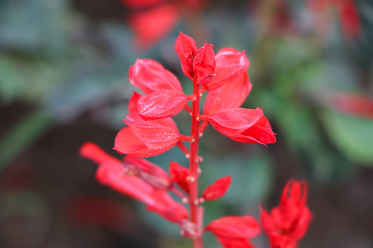 一支正在盛开的红色花朵