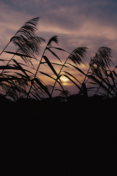 夕阳芦苇