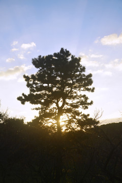 逆光松树