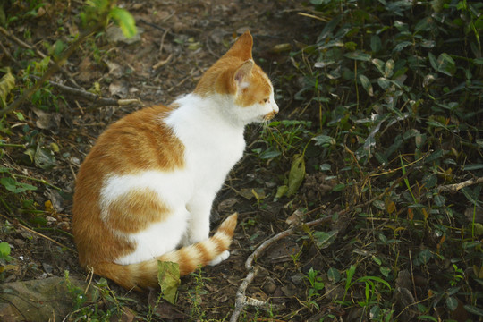 孤独的橘猫