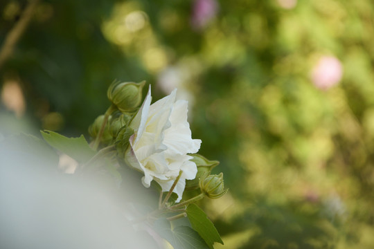 芙蓉花开