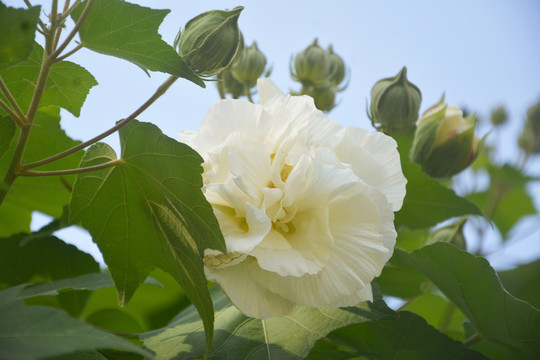 清新芙蓉花