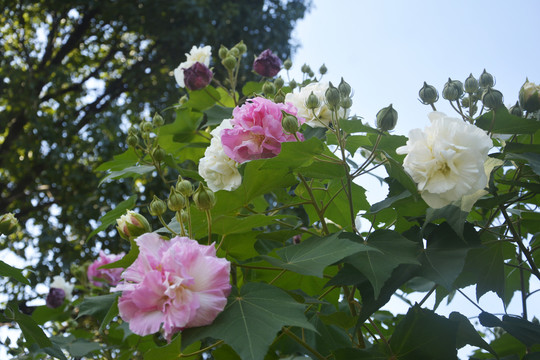 芙蓉花开