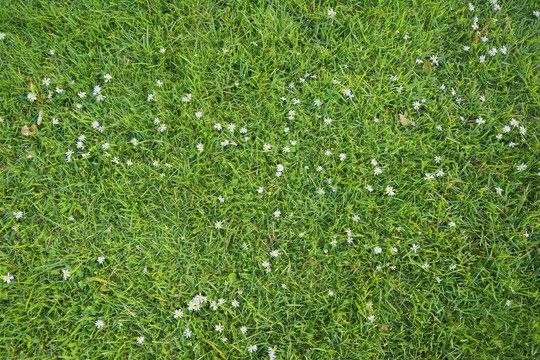草地小白花背景