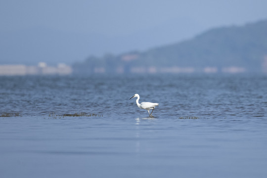 鄱阳湖湿地公园候鸟