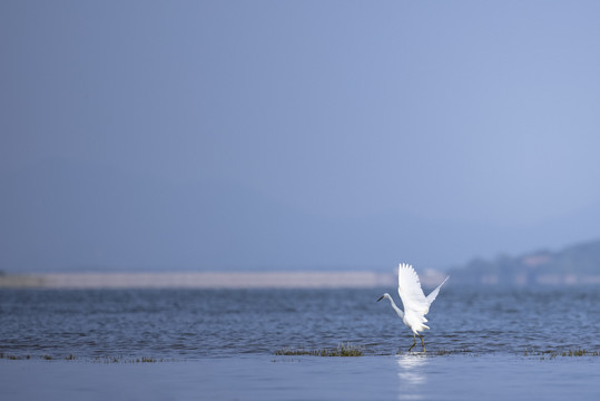 鄱阳湖湿地公园候鸟