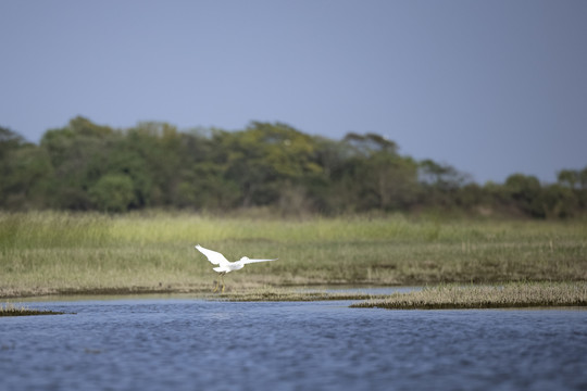 鄱阳湖湿地公园候鸟