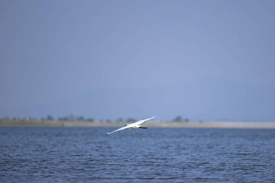 鄱阳湖湿地公园候鸟