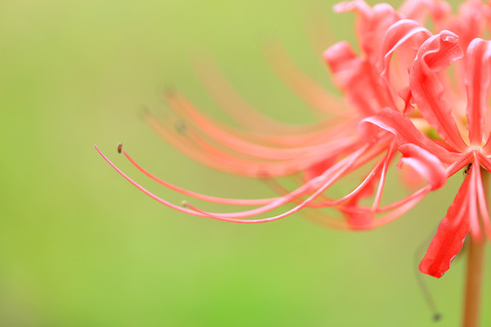 彼岸花