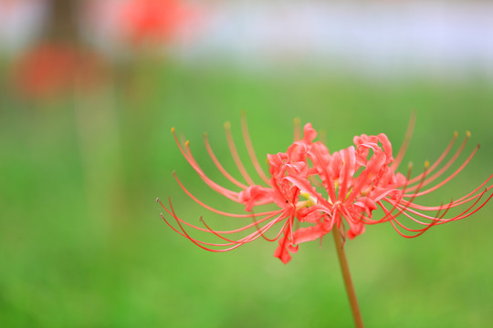 彼岸花