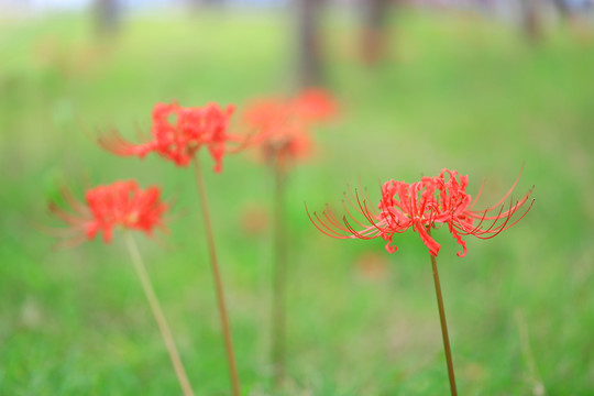 彼岸花