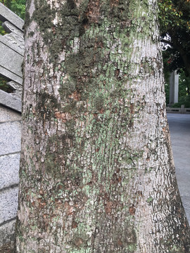 木棉花树干