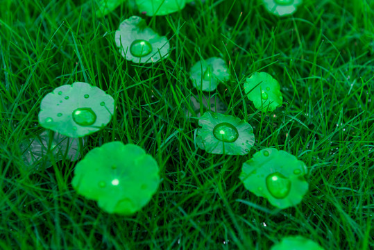 雨后的铜钱草