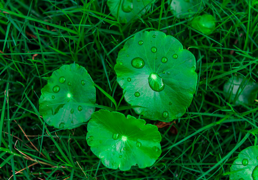 雨后的铜钱草