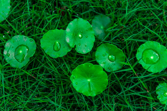 雨后的铜钱草