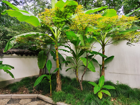 芭蕉树