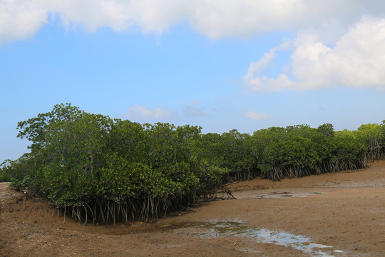 红树林生态湿地