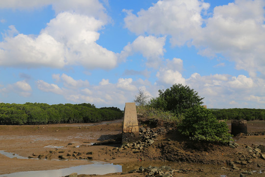 红树林生态湿地