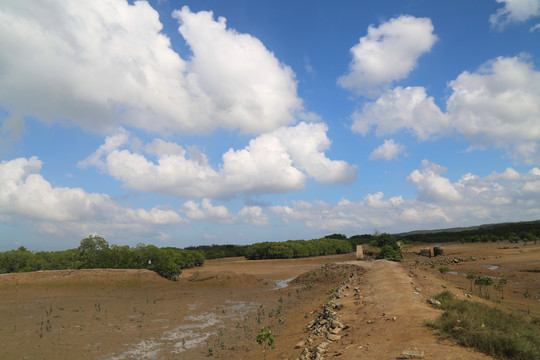 儋州红树林生态湿地