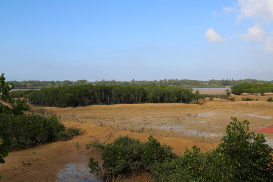 红树林生态湿地