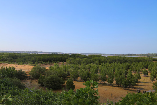 红树林生态湿地