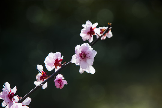 一枝梅花