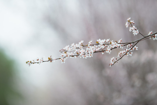 李花素材