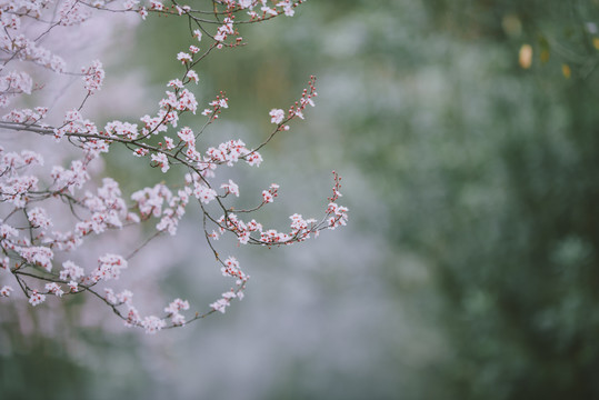 李花素材