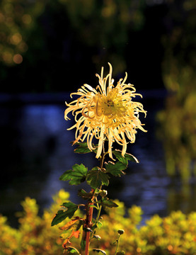 湖畔菊花