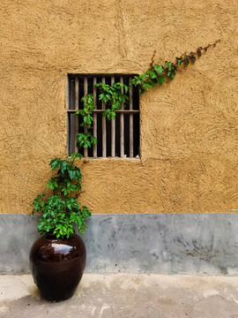 植物与窗