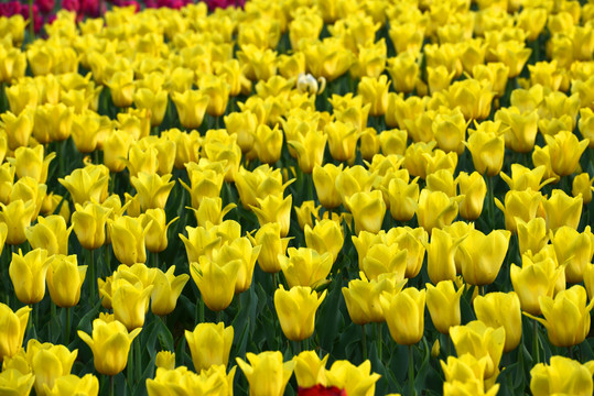 郁金香花海