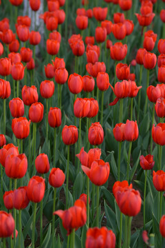 郁金香花海