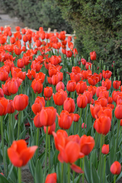 郁金香花海