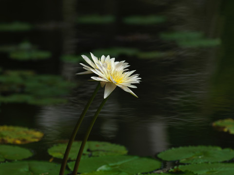 荧黄睡莲