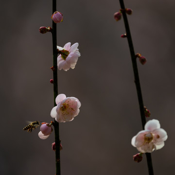 梅花