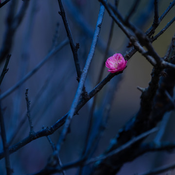 蓝调梅花