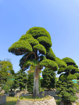 园艺松树