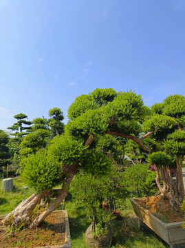 园艺松树种植园