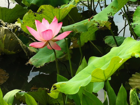 菡萏水芙蓉荷塘荷花