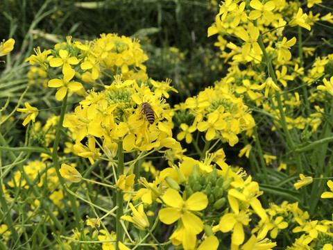 黄花菜蜜蜂