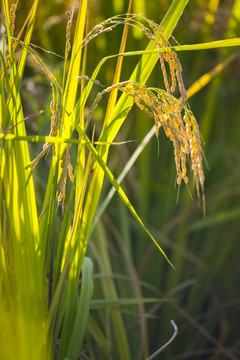 稻籽